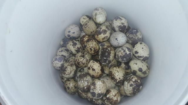 Ovos galados de japonesas