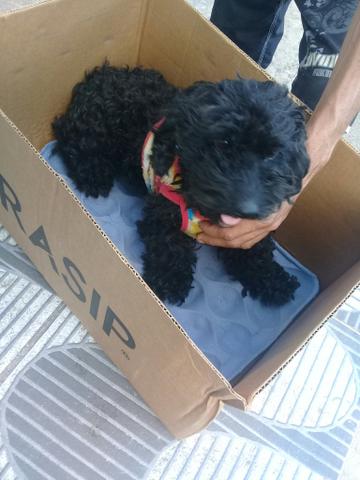 Poodle preto