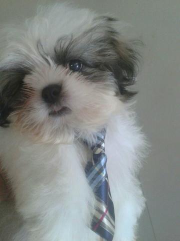 Shih tzu Branco lindo muito brincalhão al