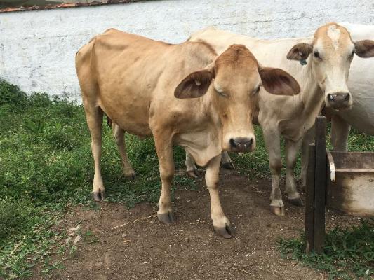 Vacas Criadeira de Bezerros - Qualidade Pura