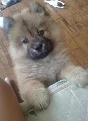 Vendo chow chow