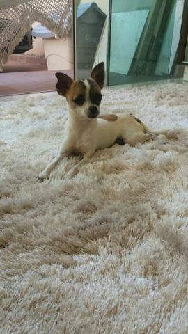 Chihuahua macho com valor promocional