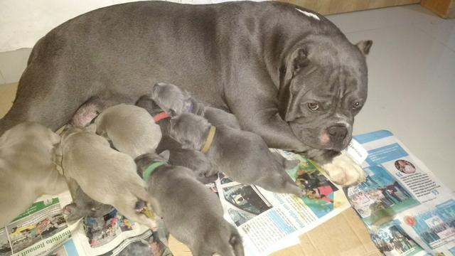 Fêmea pocket adulta American Bully