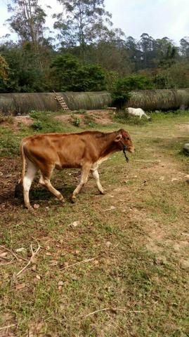 Linda Bezerra Girolanda $