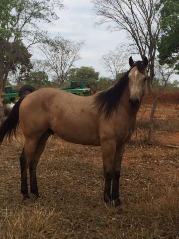 Maravilhoso Potro Buckskin Quarto de Milha Puro