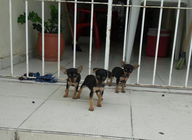 Miniatura pinscher