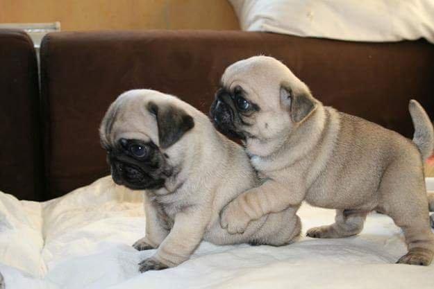 Pug Machos com Pedigree