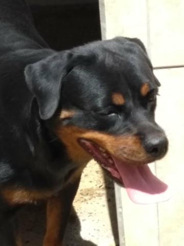 Rottweiler/Enxertadas/Matrizes/Pedigrees