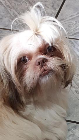 Shih tzu para cobertura