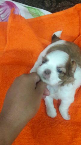 Shitzu pronta entrega