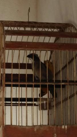 Trincafero quase manso ja cantado engaiolado 