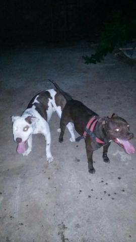 Vendo filhores de pitbull
