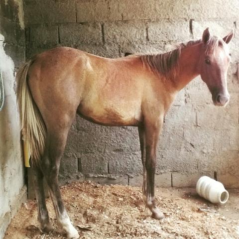 Vendo potro 1/2 QM