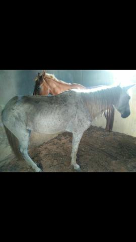 Égua porda anda muito 950 reais fasso bolo