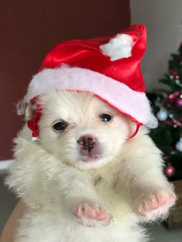 Aproveite q promocao de lulu bem pequenos purinhos