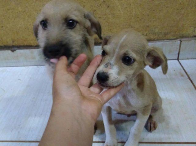 Basenji para Doação onde tem 2 machos e 6 Fêmeas