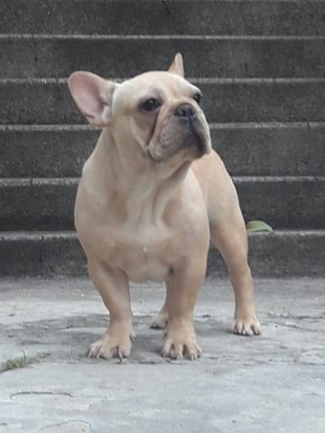 Bulldog Francês macho