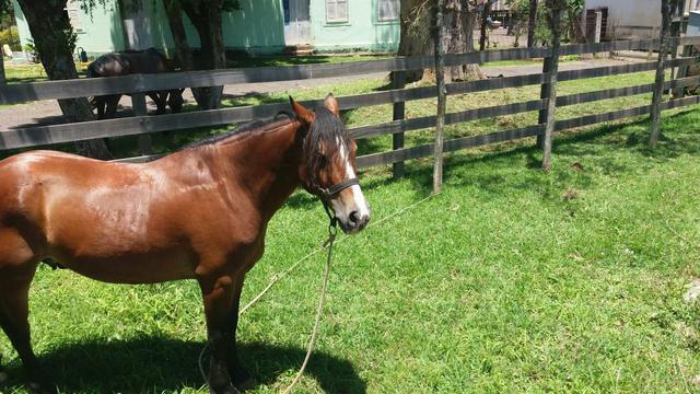 Cavalo Imune da Macamar