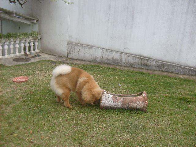 Chow-chow Chow-chow Adulto - Urgente