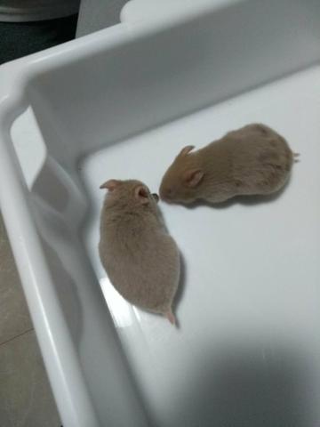 Doação de hamsters sirio (Fêmeas)