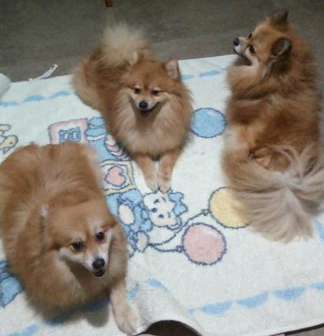 Lulu da Pomerânia Adultos