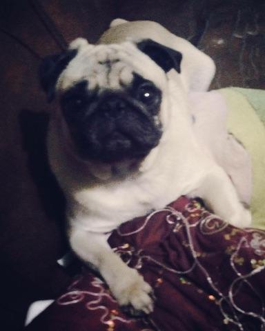 Pug Pug