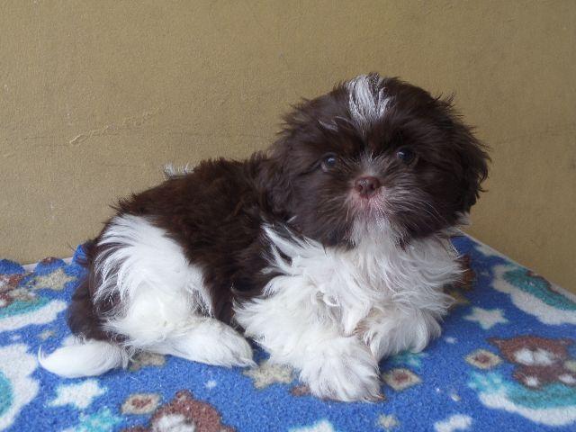 Shih Tzu