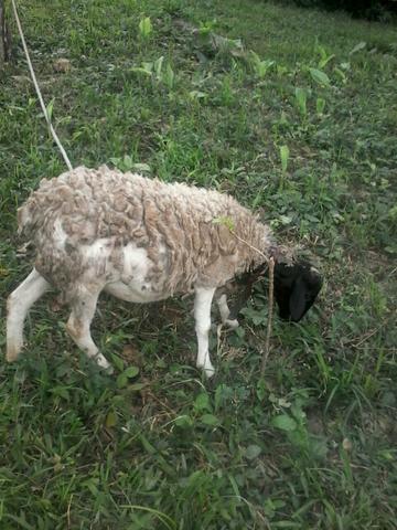 Vendo cabrito ovelha carneiro