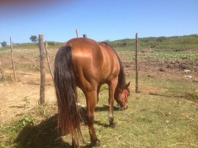 Vendo cavalo