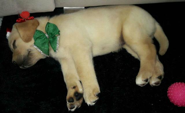 Vendo labrador fêmea 45 dias pai e mãe com pedigree