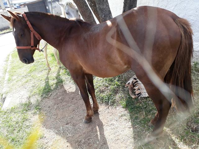 (torro) bagual 3 anos, domado