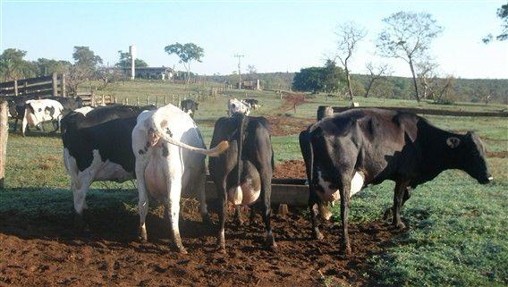 17 vacas Girolando paridas