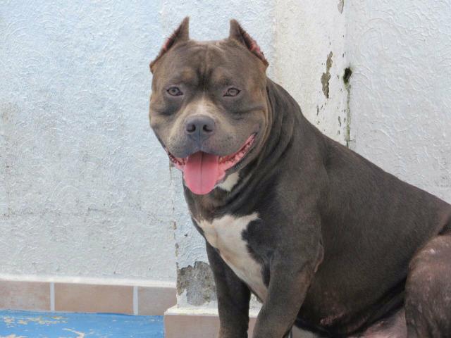 American Bully