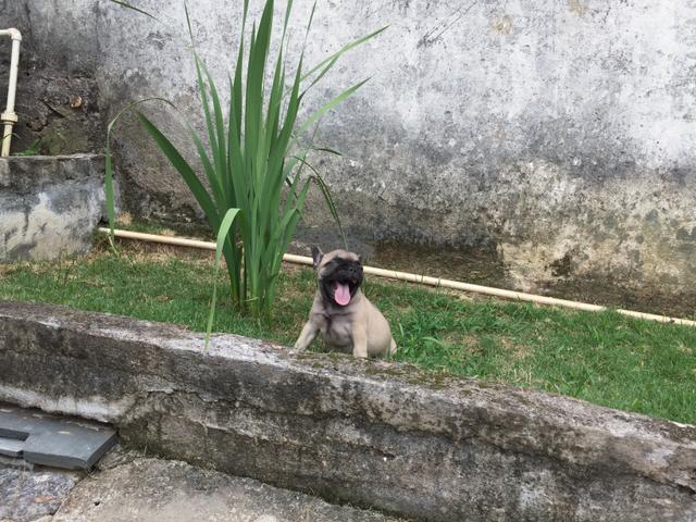 Buldog francês fêmea com 50 dias disponível !!!