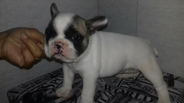 Bulldog francês femea