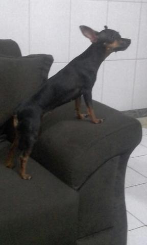 Cachorra pinche pra cruza