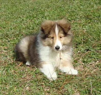 Collie Fêmea com 50 dias maravilhosa leia