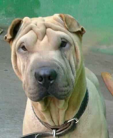 Doacao Responsavel sharpei