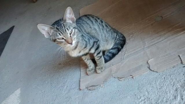 Doando gato marrom macho com quase 4 meses