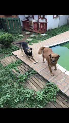 Doação 2 cachorras Urgente