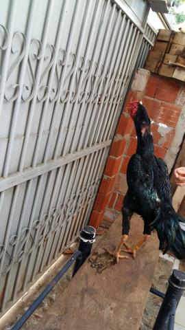 Frango índio de combate coisa top leia o anúncio só interessados