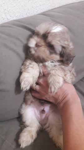 Lindo macho shitzu chocolate 400 a vista