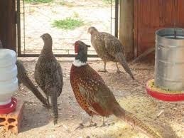 Ovos De Faisao Coleira