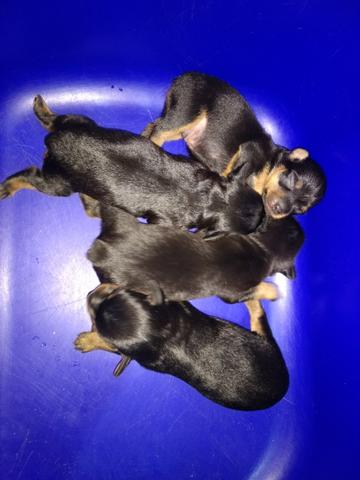 Pinscher pai 01 mãe 02