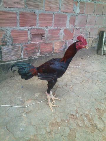 Pinto Bode inglês à venda.