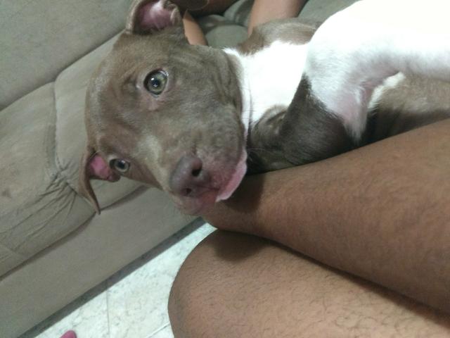 Pitbull
