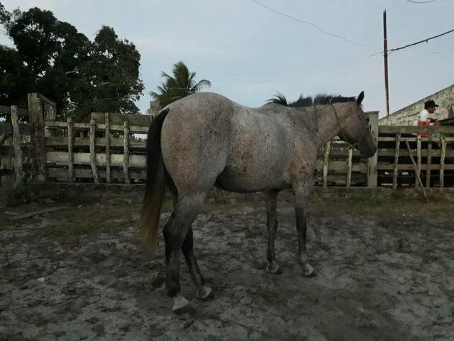 Potra Muito Famosa e Barata