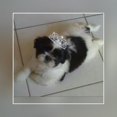 Shih Tzu femea com 7 meses mini barbada