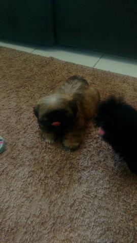 Vendo femia de shihtzu