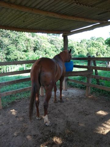 Vendo égua recém domada